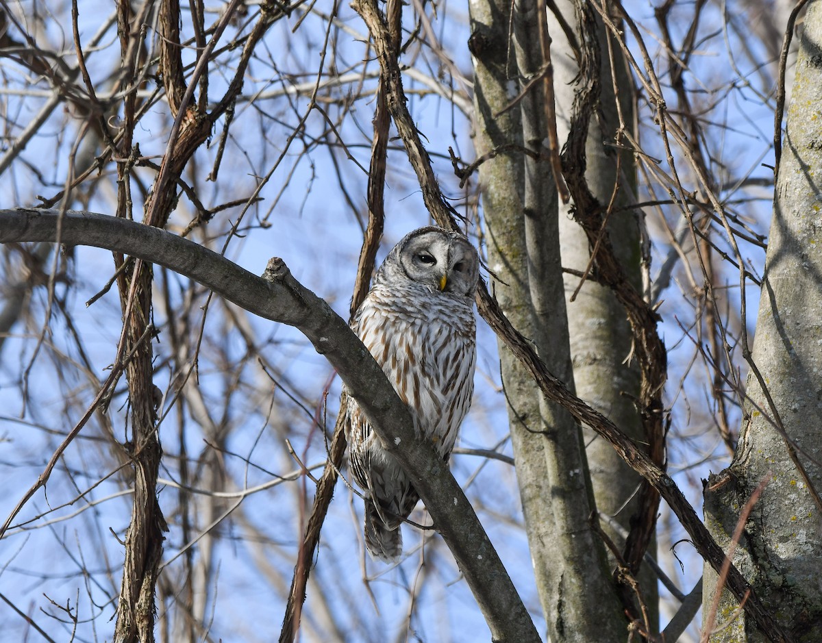Barred Owl - yves dupont