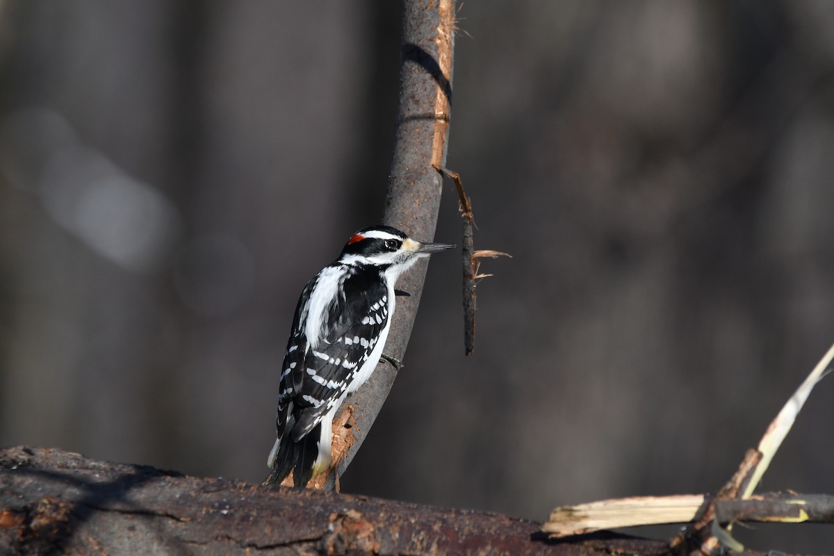 Hairy Woodpecker - yves dupont