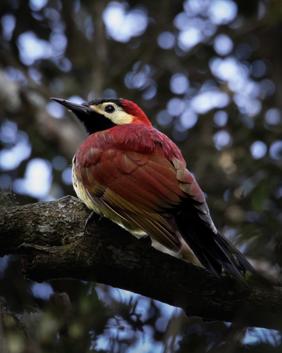Crimson-mantled Woodpecker - ML614660451