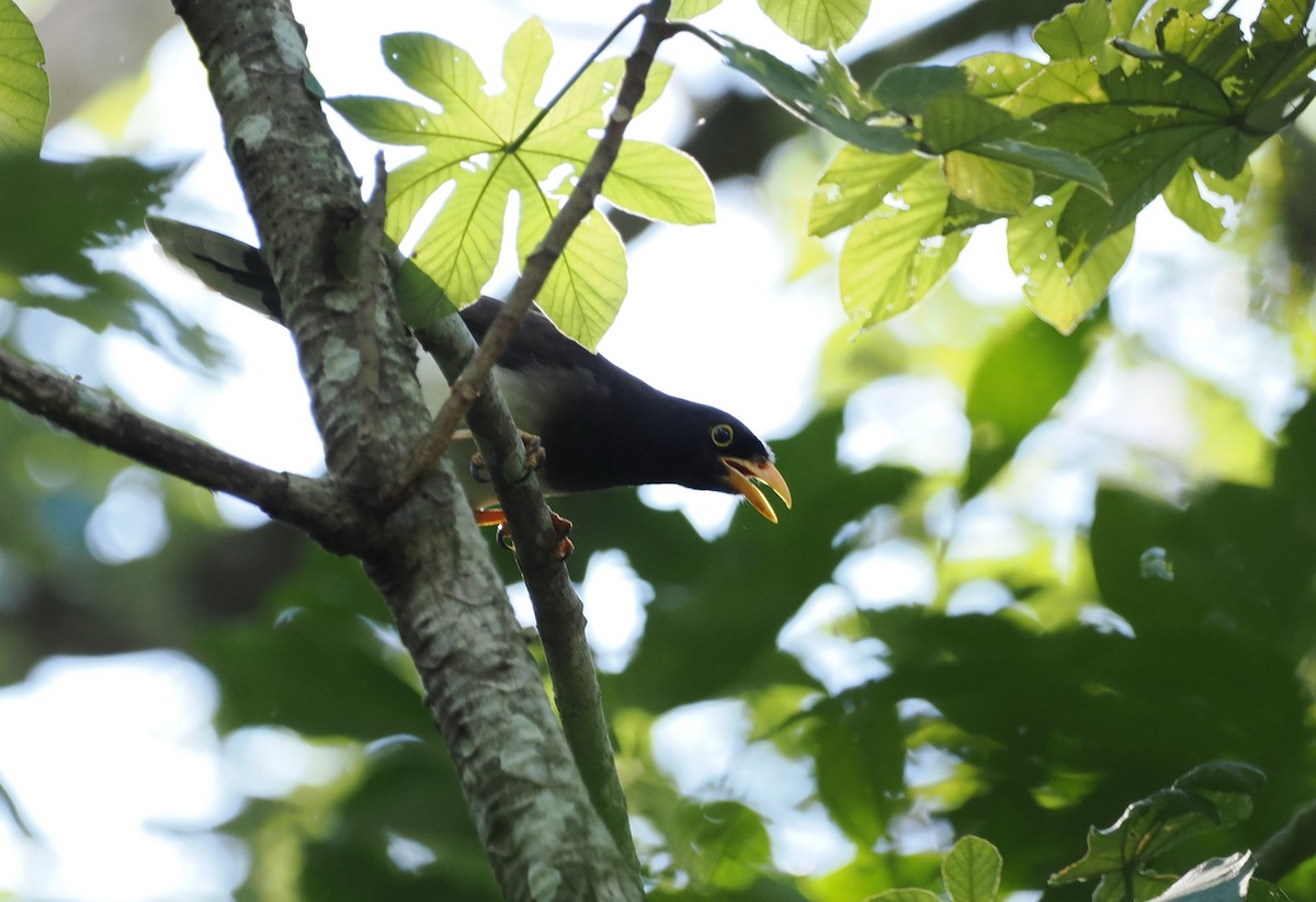 Brown Jay - ML614660466