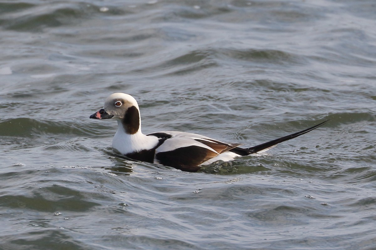 Long-tailed Duck - Patrick OHoro