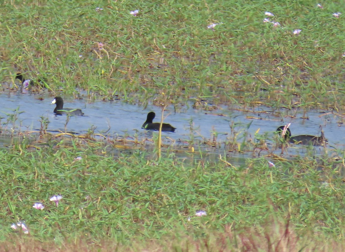 Pied-billed Grebe - ML614660480