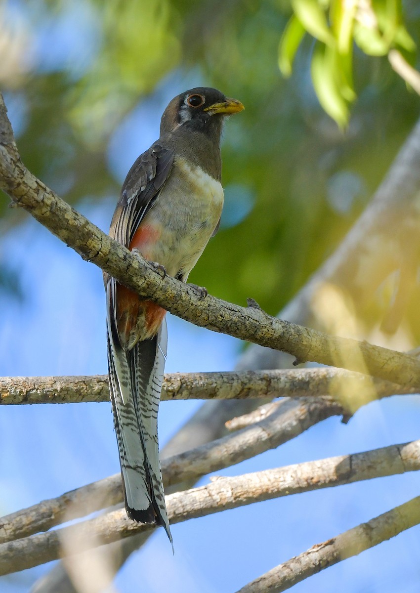 Trogon élégant (groupe ambiguus) - ML614660571