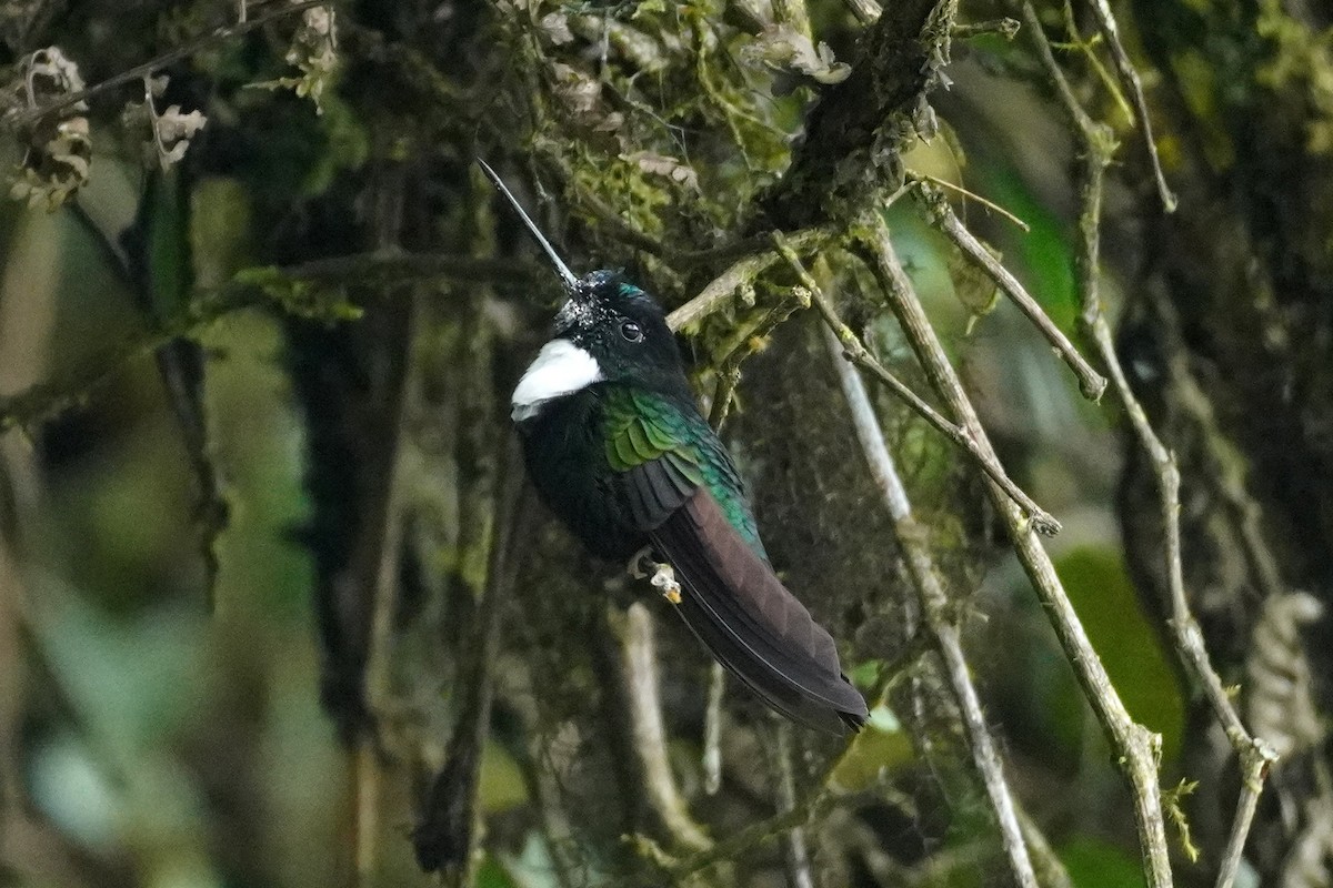 Collared Inca - Emily Hjalmarson