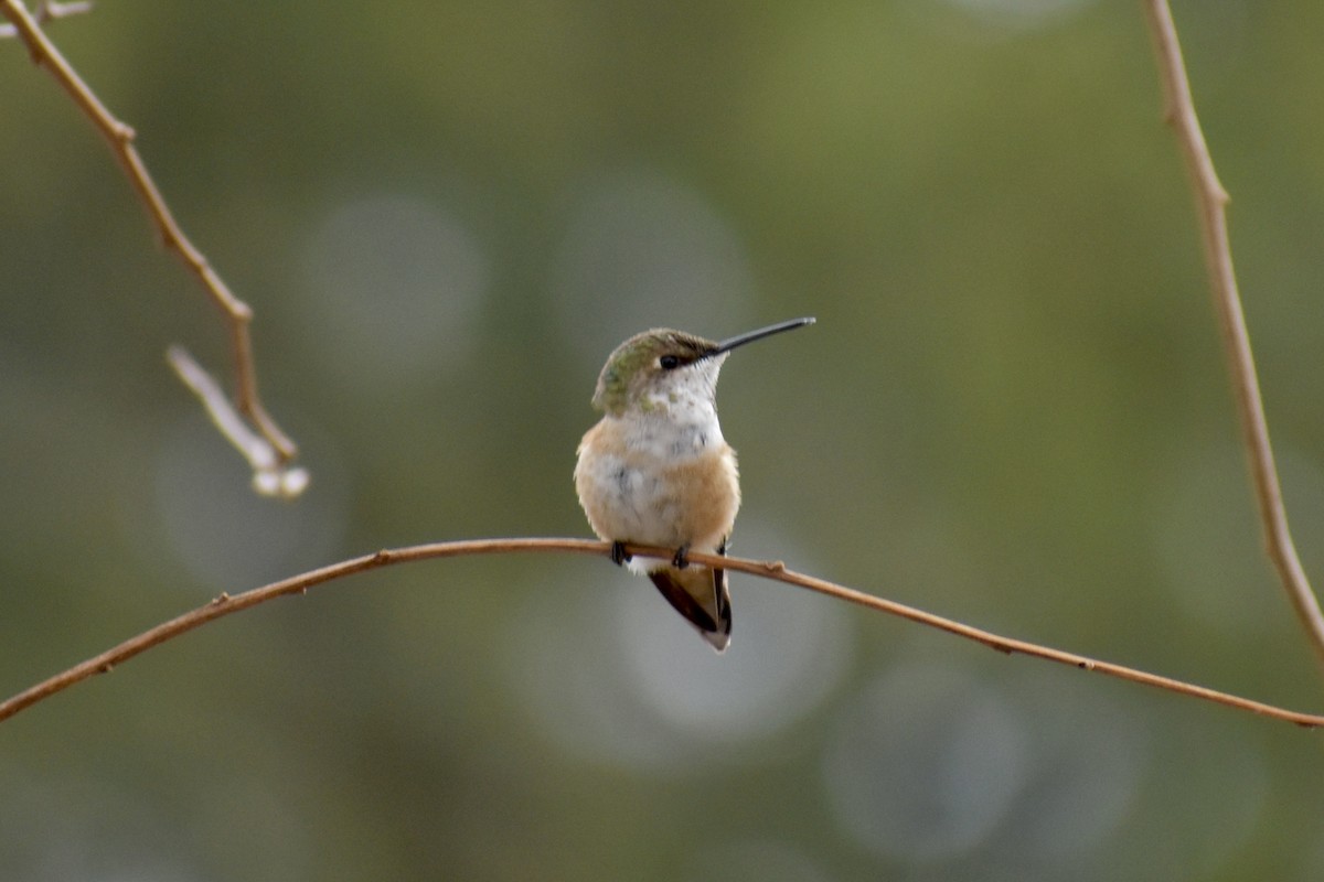 Rufous Hummingbird - ML614660681