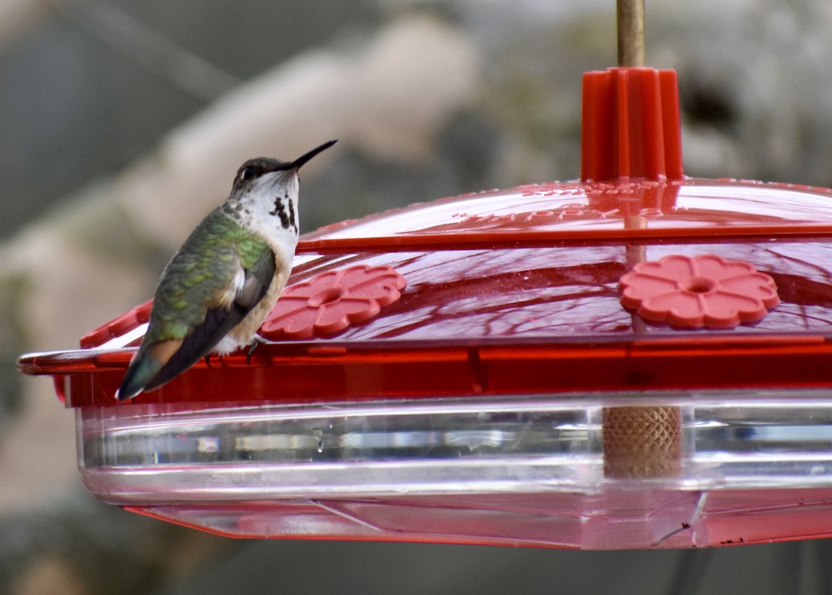 Rufous Hummingbird - Joseph Trezza