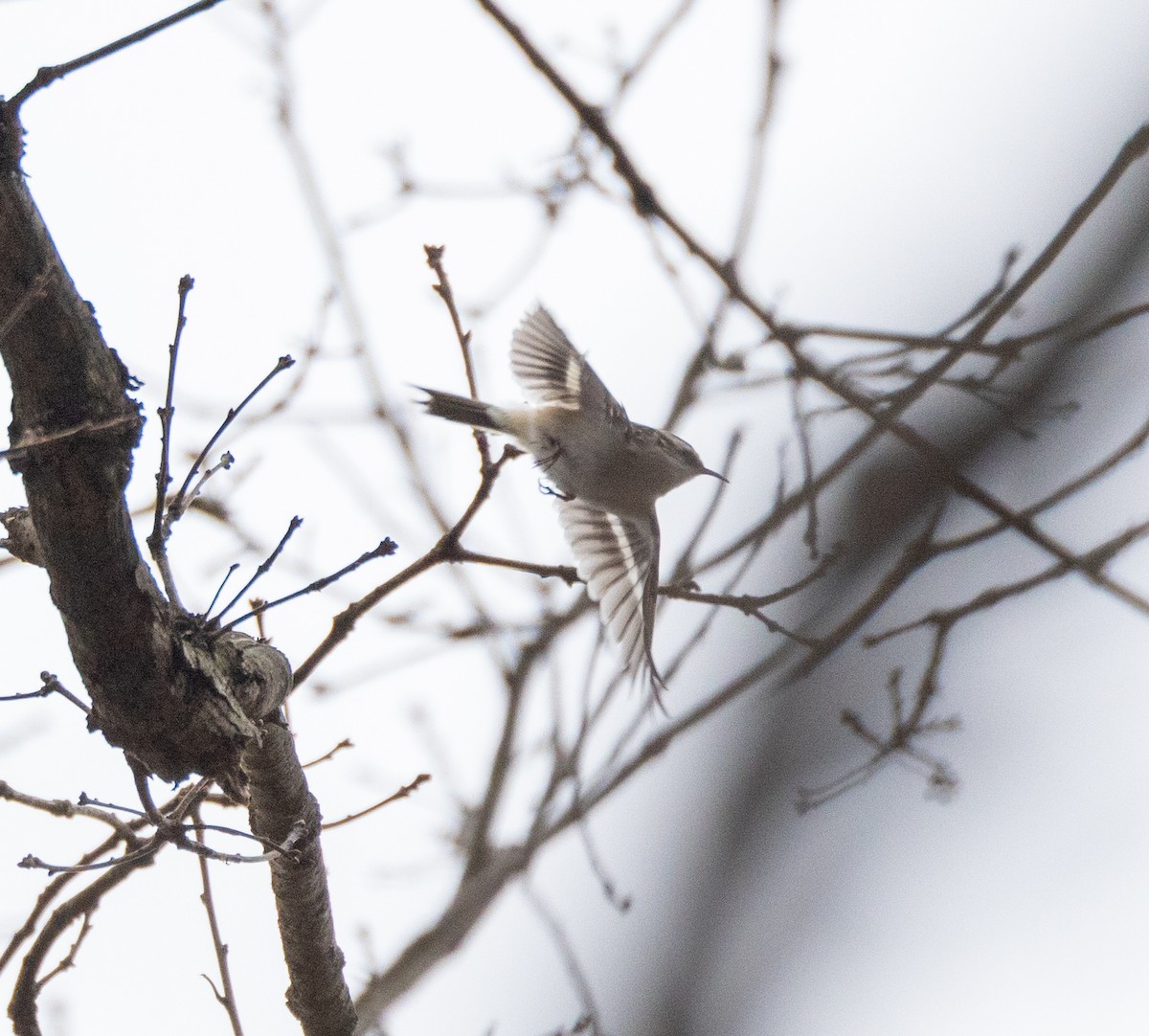 Brown Creeper - ML614660802