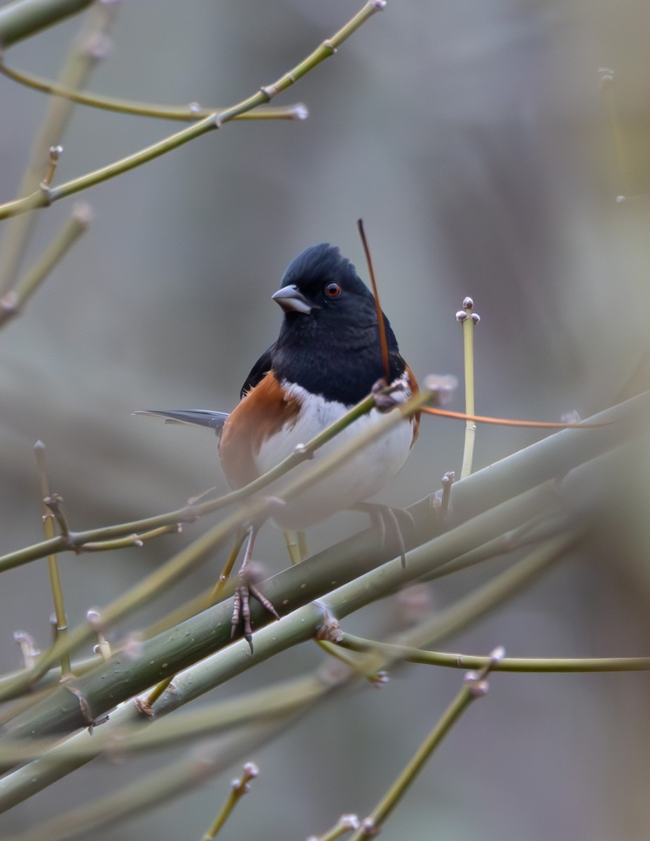 Eastern Towhee - ML614660807