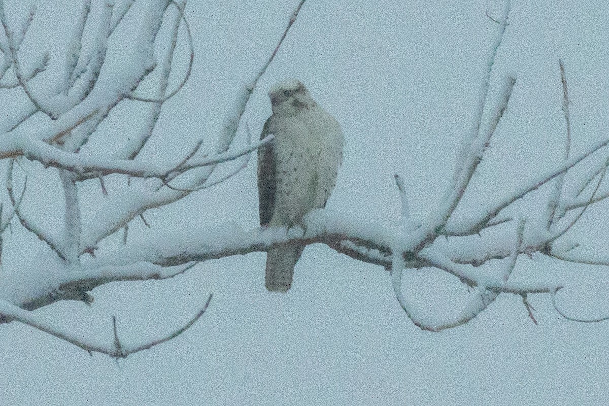 Red-tailed Hawk (Krider's) - ML614660854