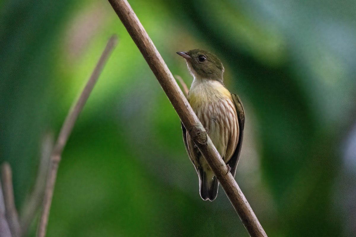 Kinglet Manakin - Hanna Zhao