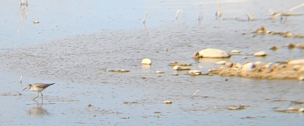 Lesser Yellowlegs - ML614660969