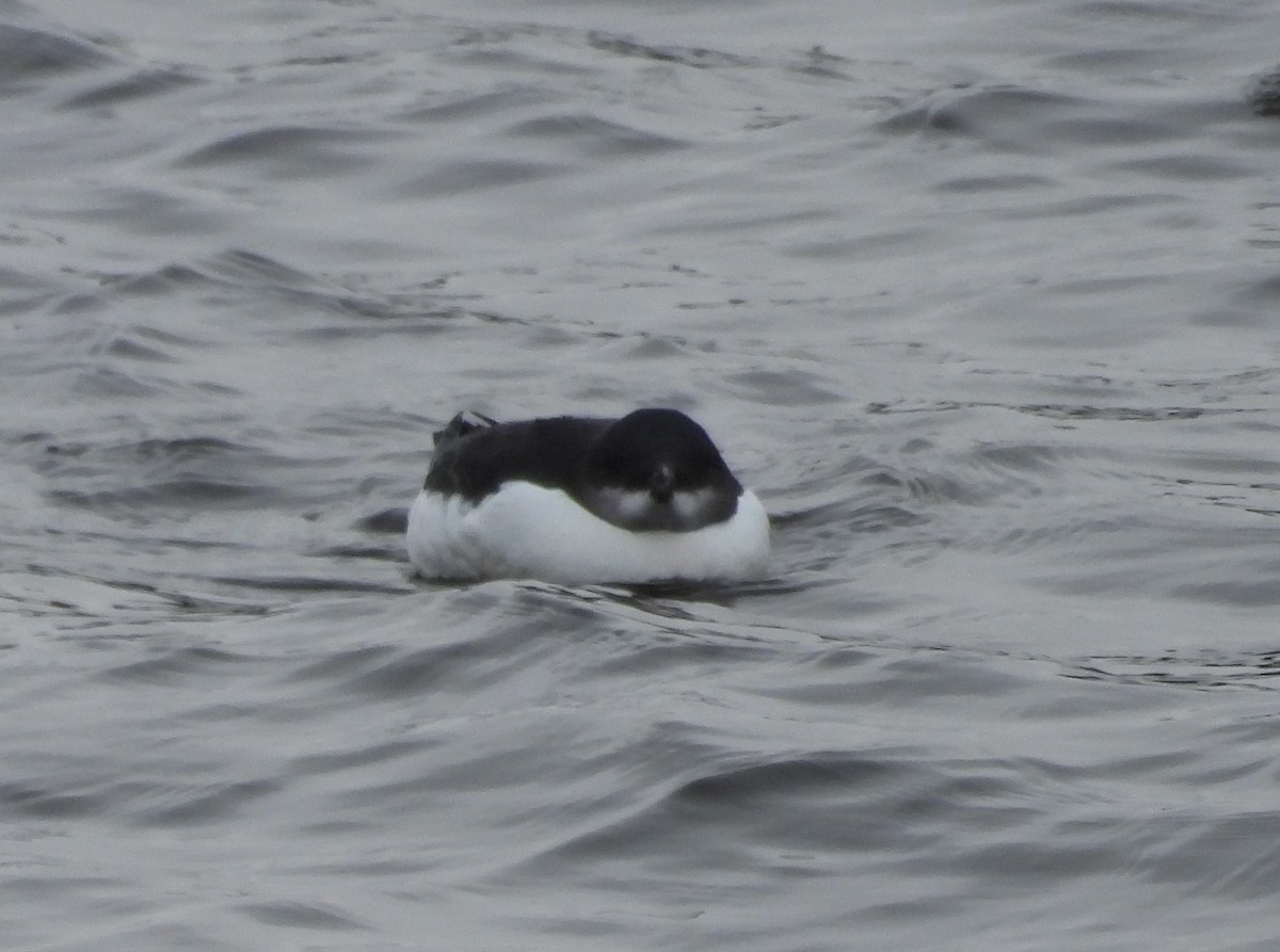 Thick-billed Murre - ML614660978