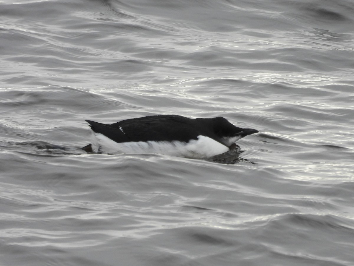 Thick-billed Murre - ML614660979