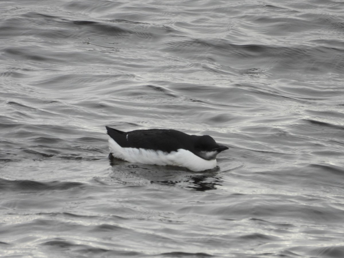 Thick-billed Murre - ML614660981
