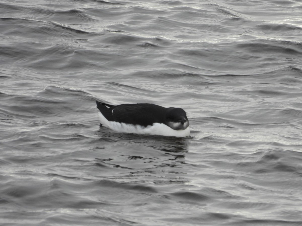 Thick-billed Murre - ML614660982