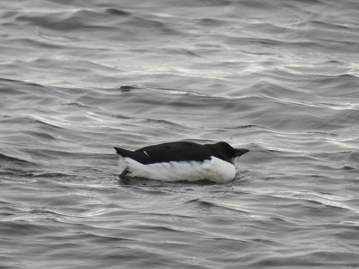 Thick-billed Murre - ML614660983