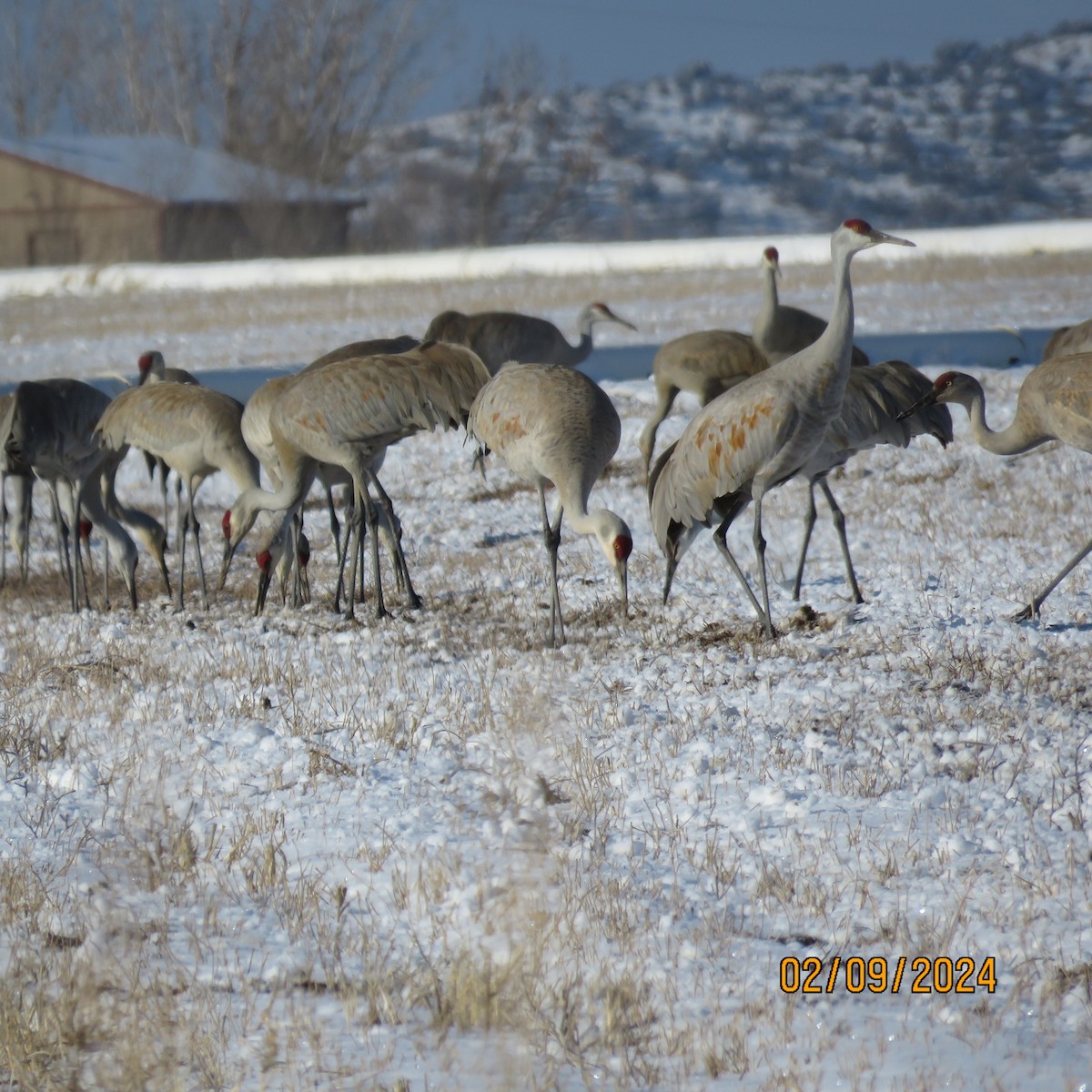 Sandhill Crane - ML614660986