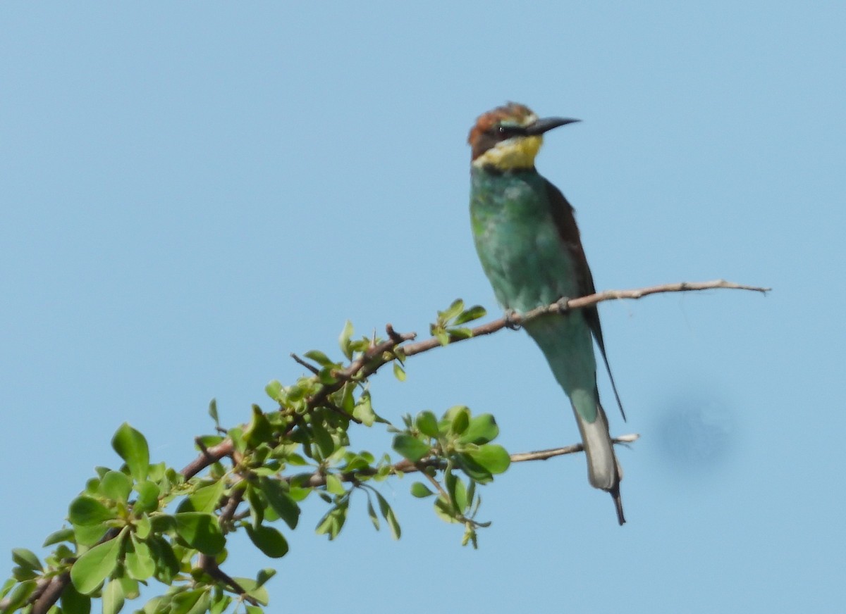 European Bee-eater - ML614661010