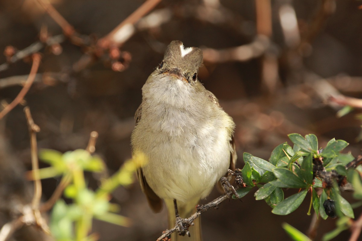 White-crested Elaenia - ML614661038