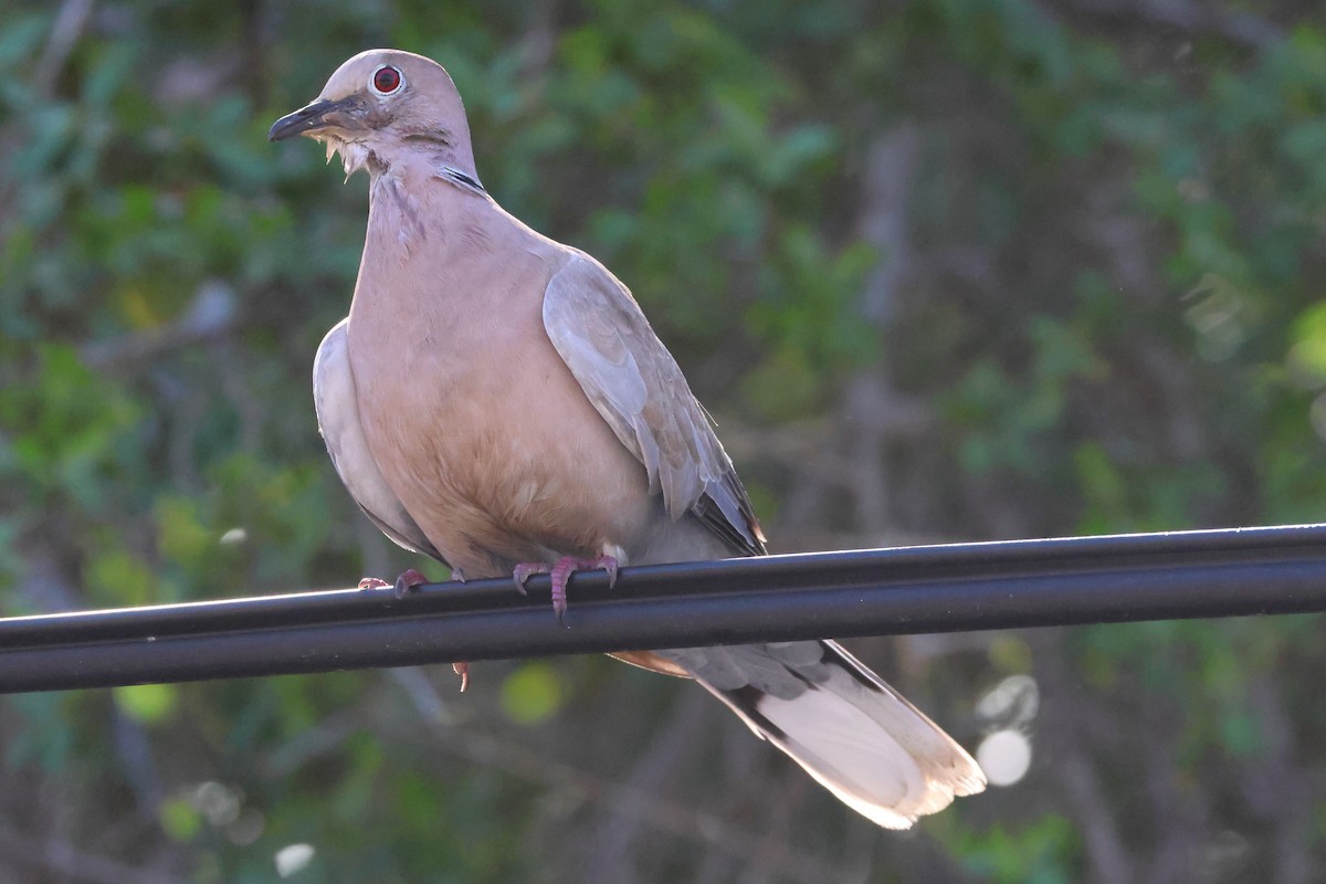 灰斑鳩 - ML614661088