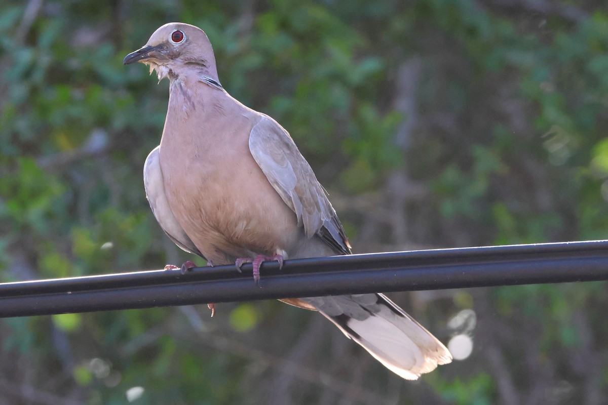 Eurasian Collared-Dove - ML614661088