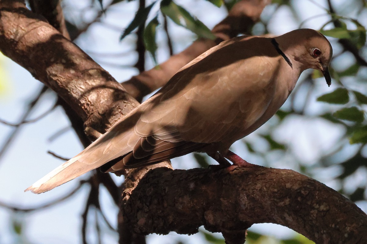 Eurasian Collared-Dove - ML614661091