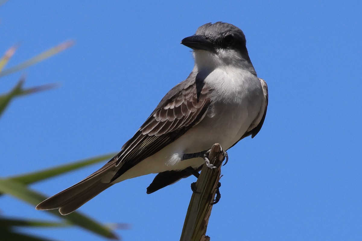 Gray Kingbird - ML614661098