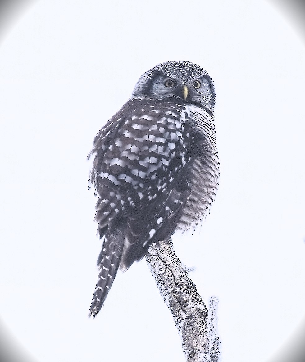 Northern Hawk Owl - Gregg Hitchings