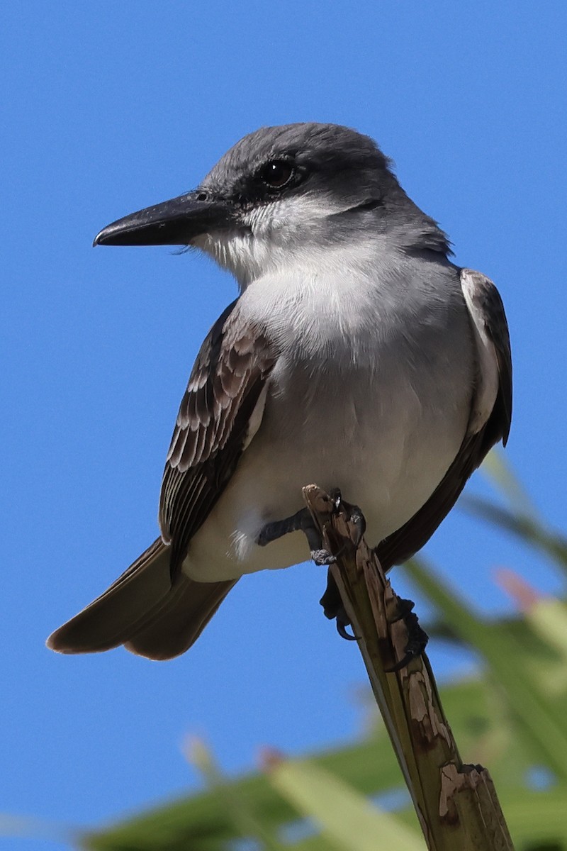 Gray Kingbird - ML614661107