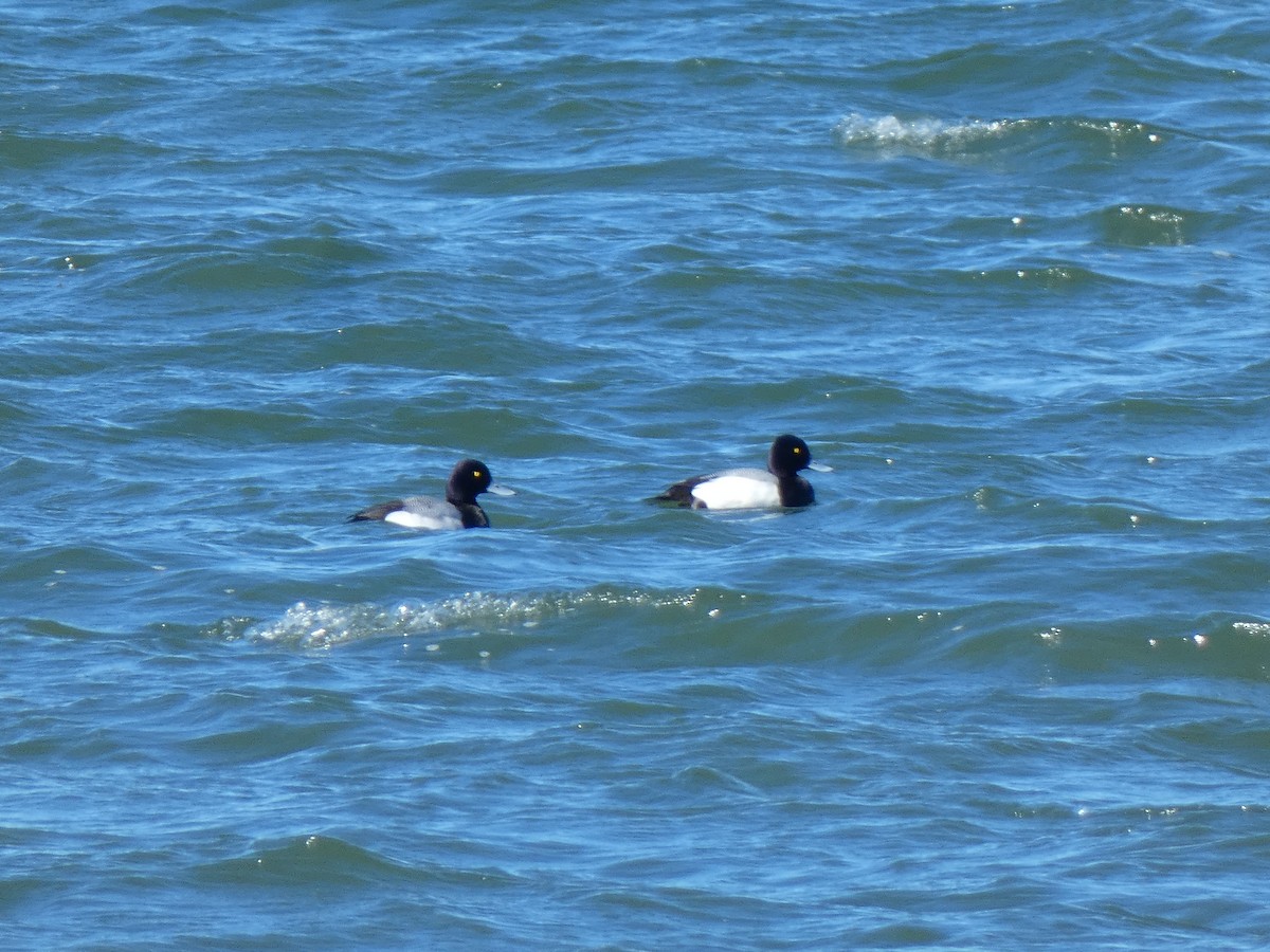 Lesser Scaup - ML614661129