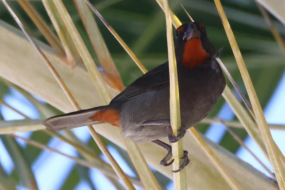 Lesser Antillean Bullfinch - ML614661134