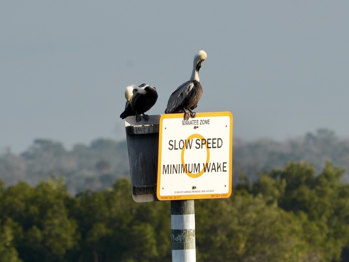 Brown Pelican - ML614661171