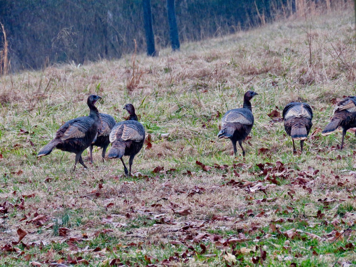 Wild Turkey - ML614661174