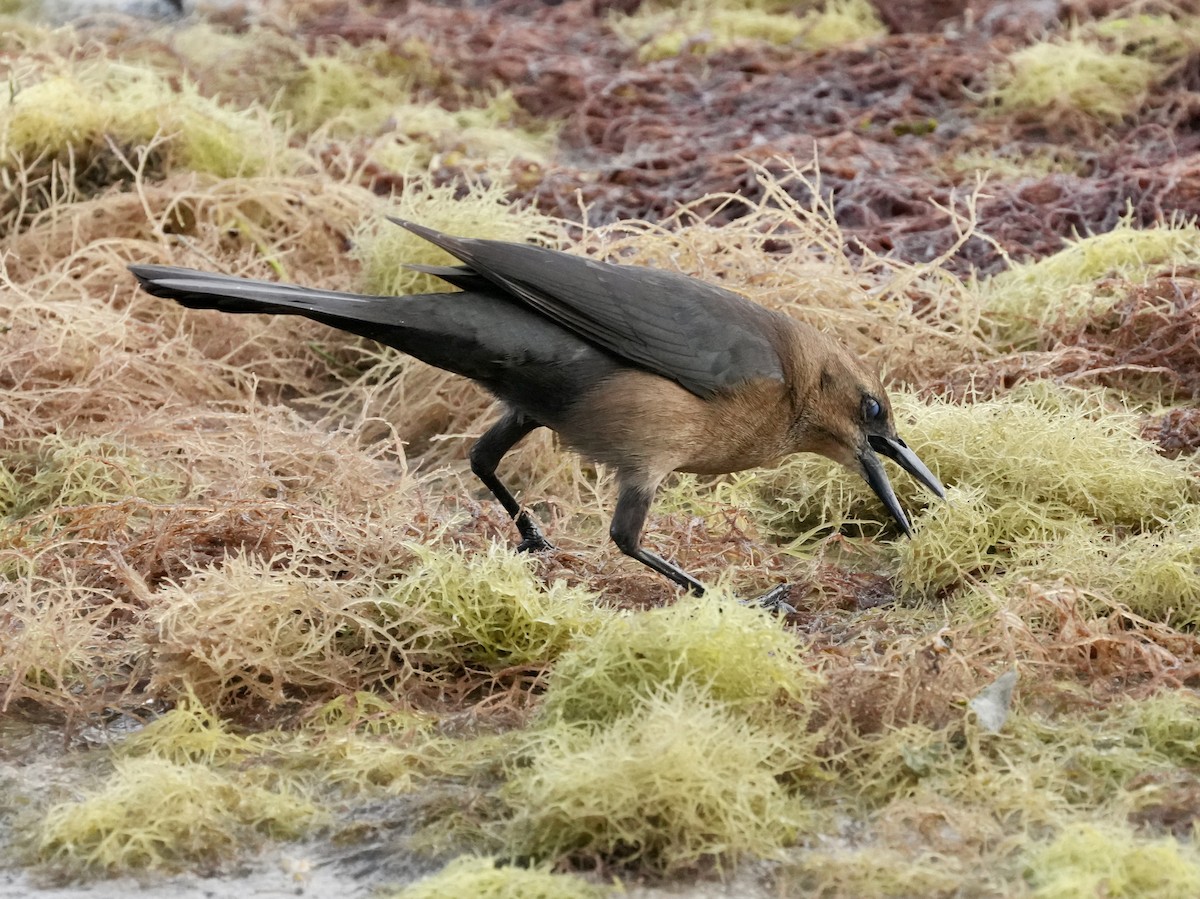 Boat-tailed Grackle - Tami Reece