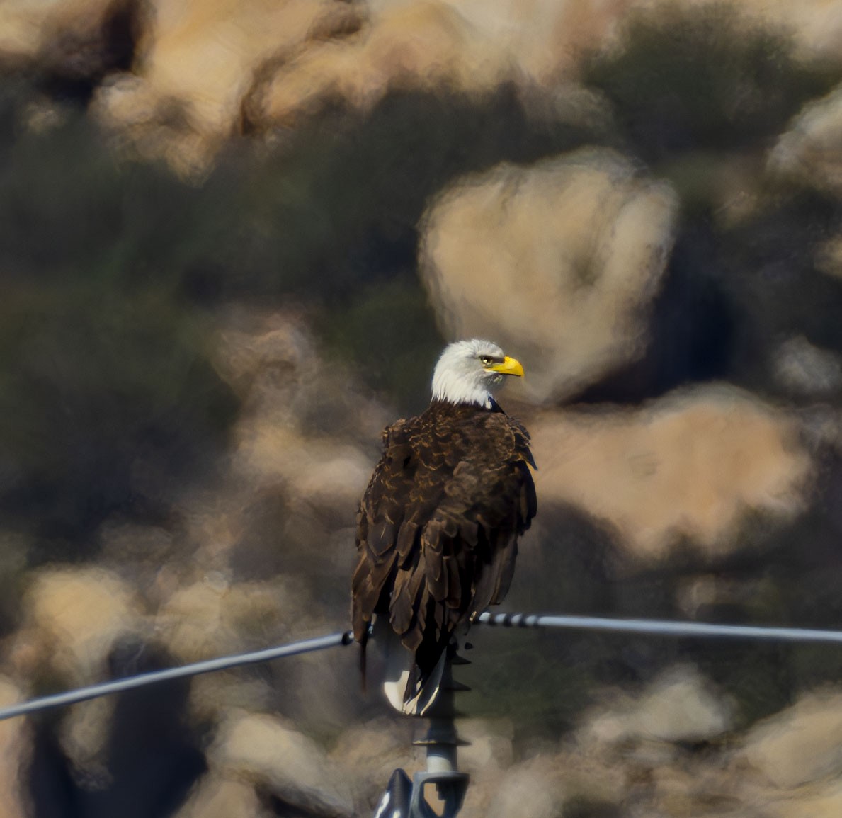 Bald Eagle - Roger Uzun