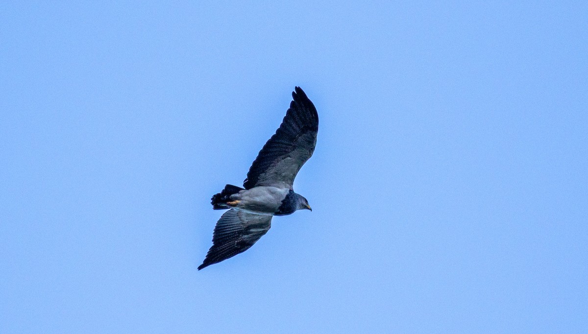 Black-chested Buzzard-Eagle - ML614661345