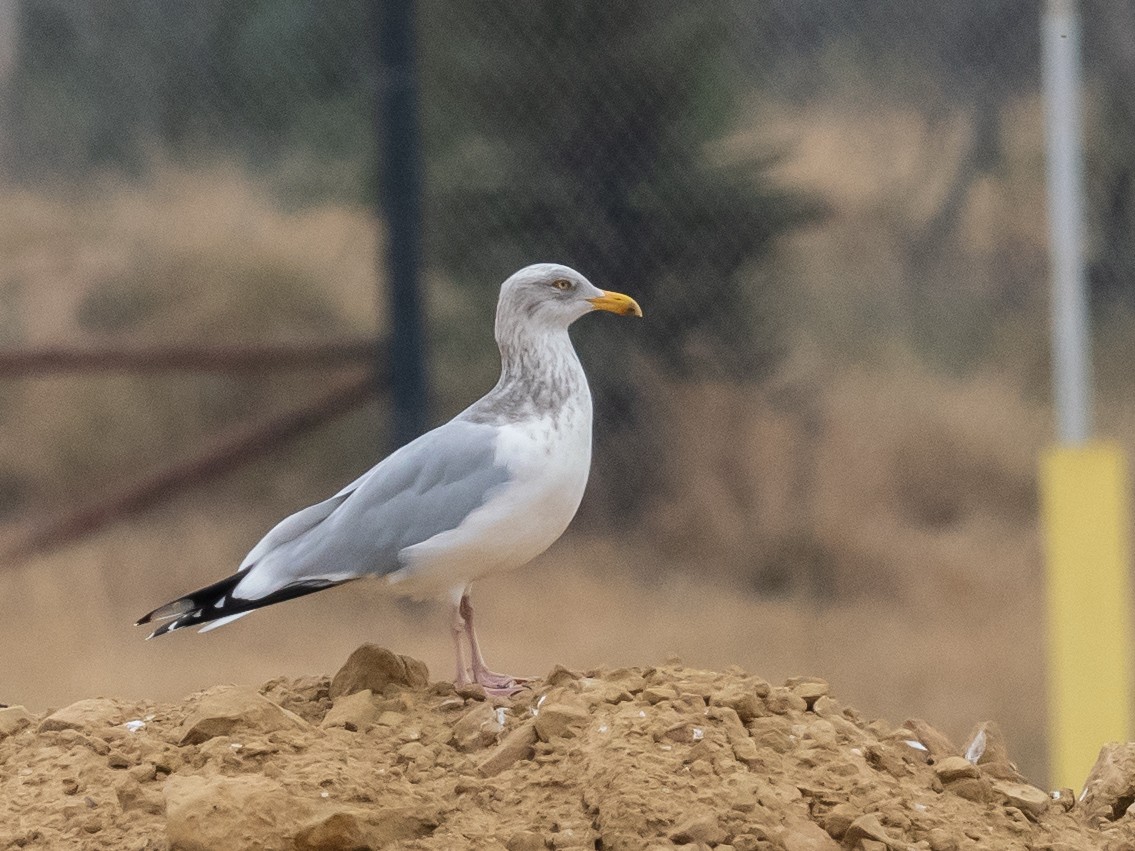 Herring Gull - ML614661347