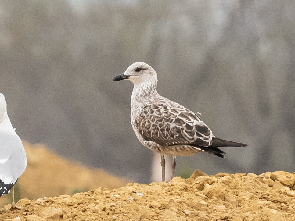 Lesser Black-backed Gull - ML614661364