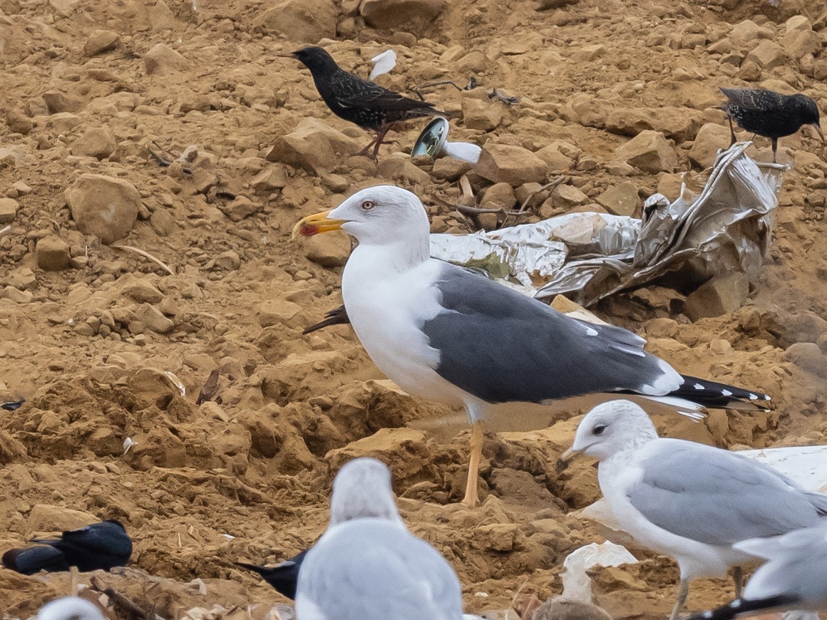 Lesser Black-backed Gull - ML614661369