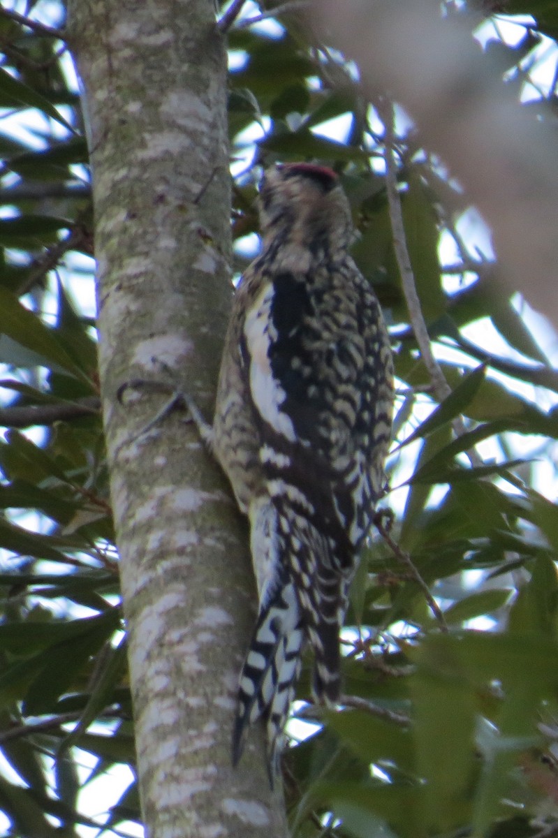 Yellow-bellied Sapsucker - ML614661397