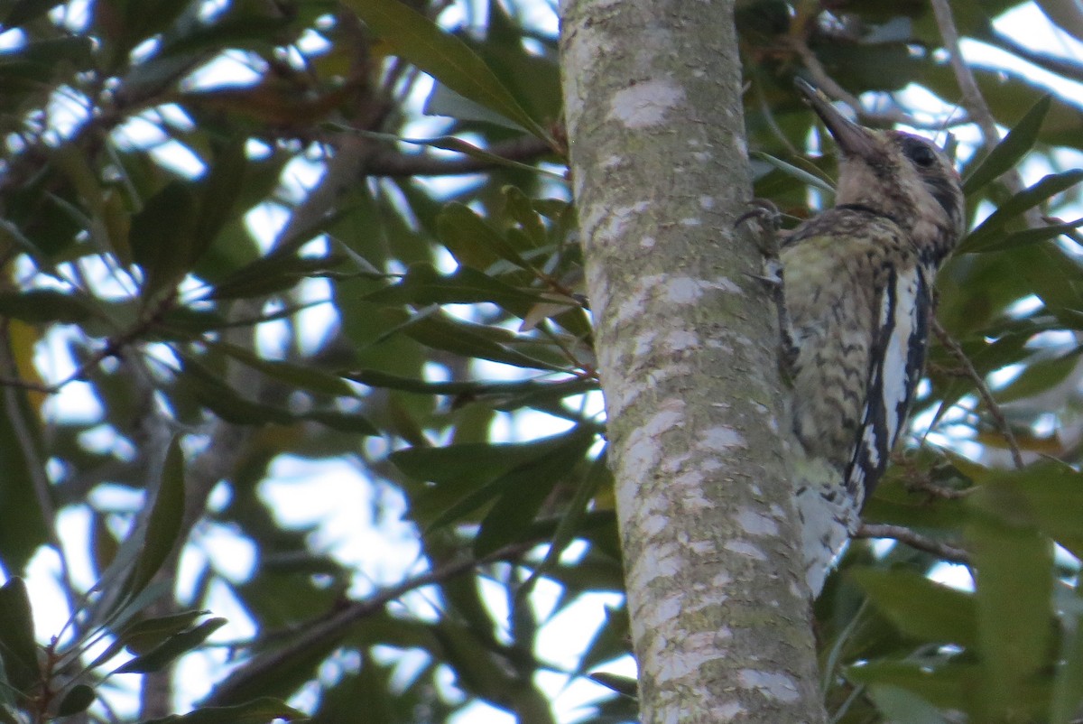 Yellow-bellied Sapsucker - ML614661398