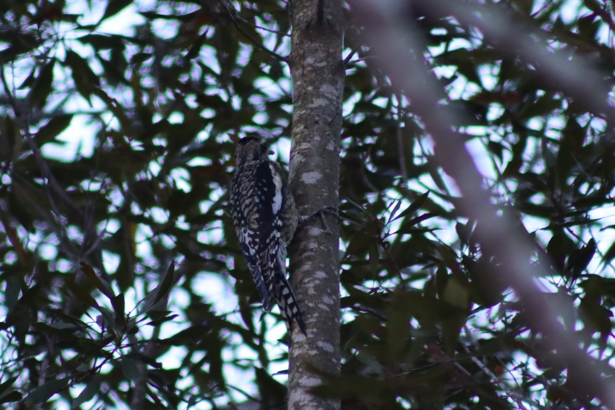 Yellow-bellied Sapsucker - ML614661399