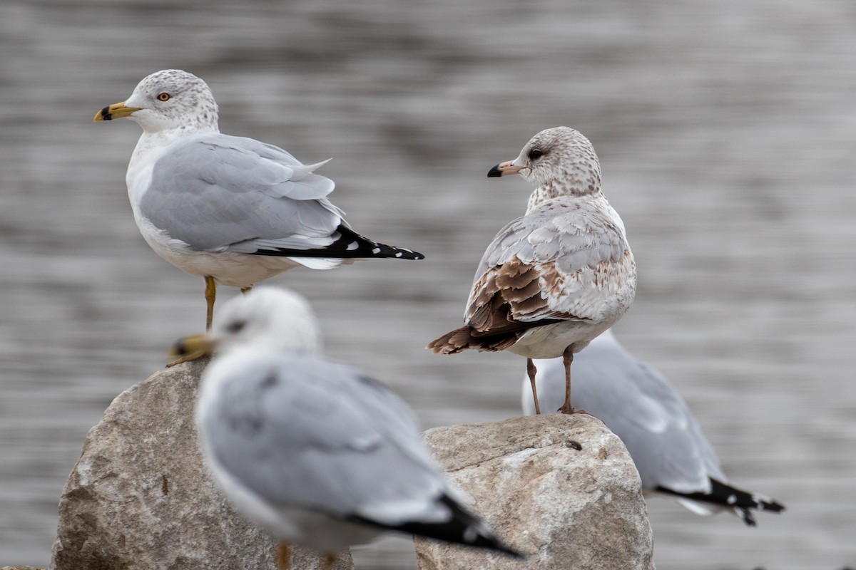 Ring-billed Gull - ML614661442