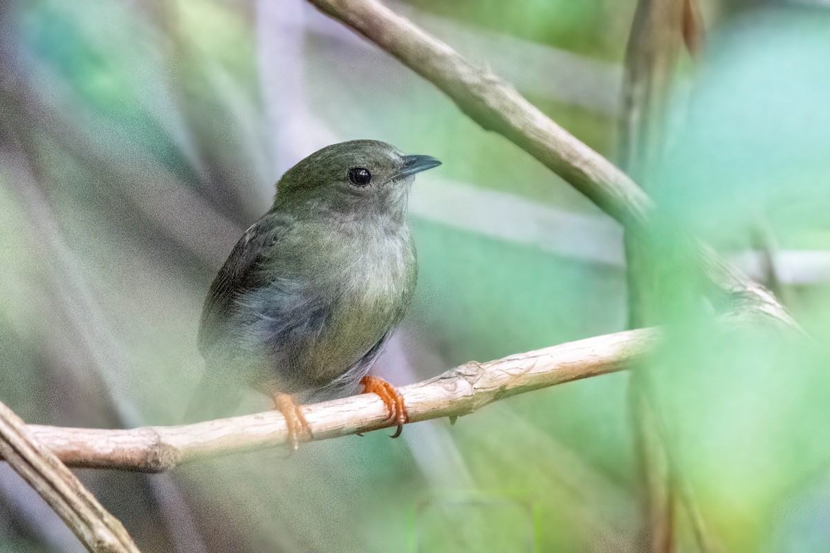 White-bearded Manakin - ML614661502