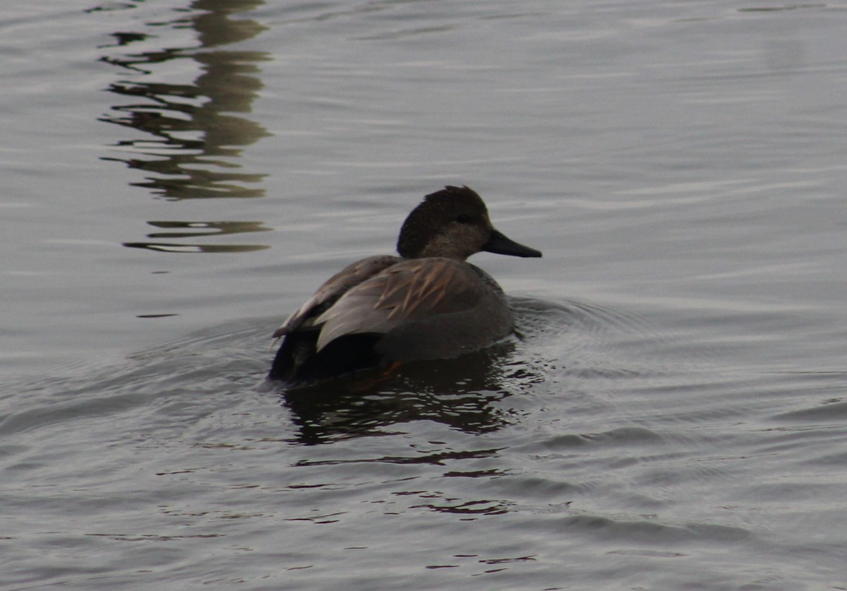 Gadwall - ML614661504