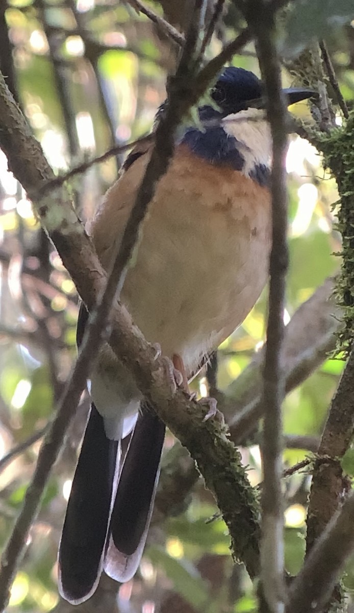 Pitta-like Ground-Roller - Michele Burnat