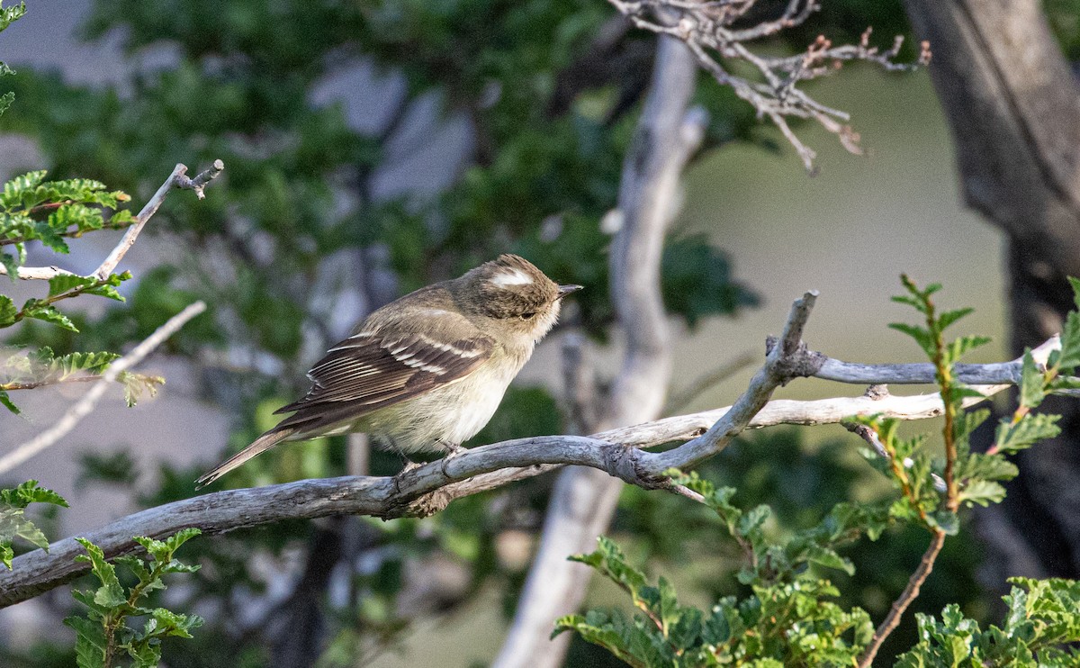 White-crested Elaenia - Mhairi McFarlane