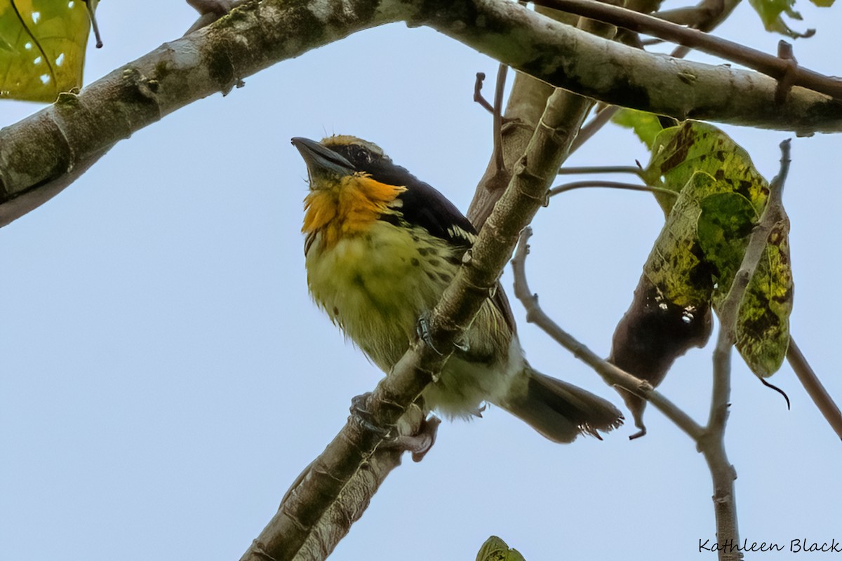 Gilded Barbet - Kathleen Black