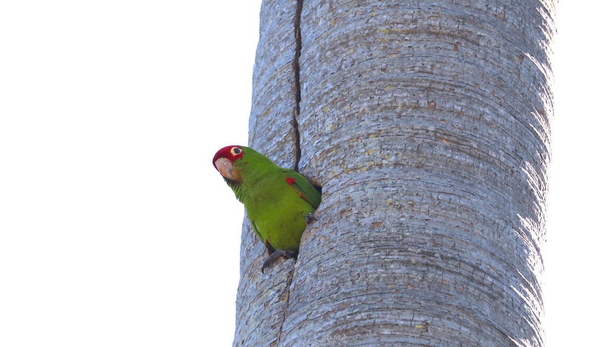 Conure à tête rouge - ML614661753