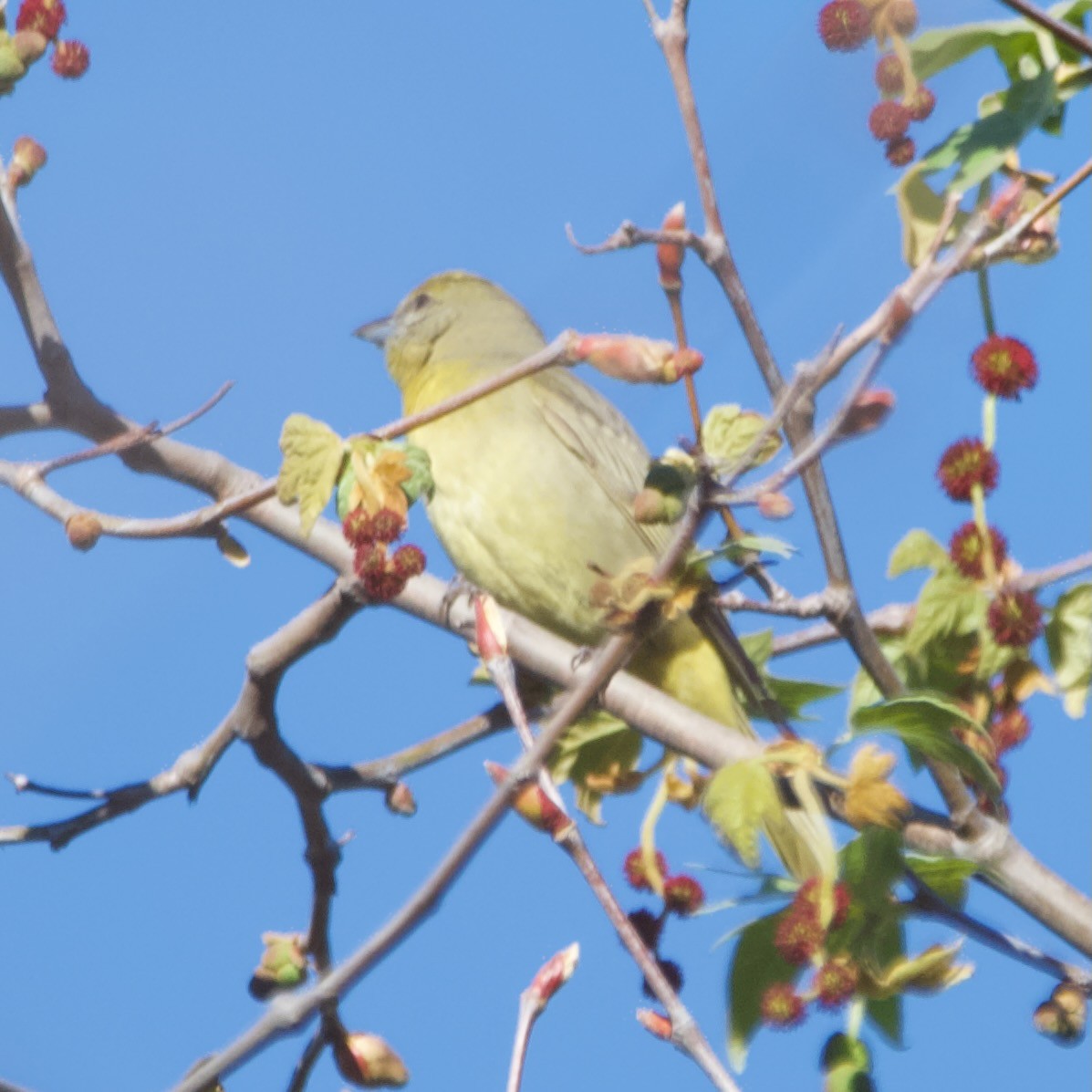 Hepatic Tanager - Jonathan Mills-Anderson